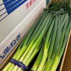 京都産　九条ネギ